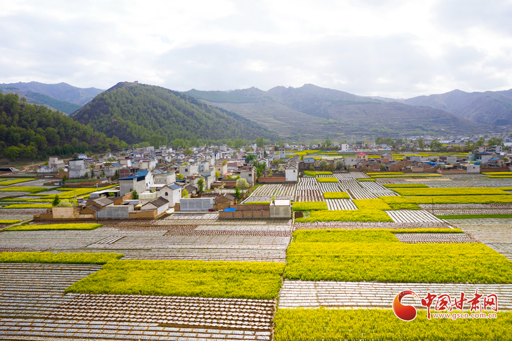 岷县最新闻，探寻地方新闻的魅力与活力